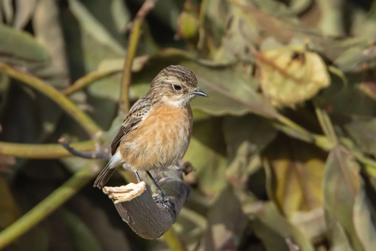 European Stonechat, Nerja