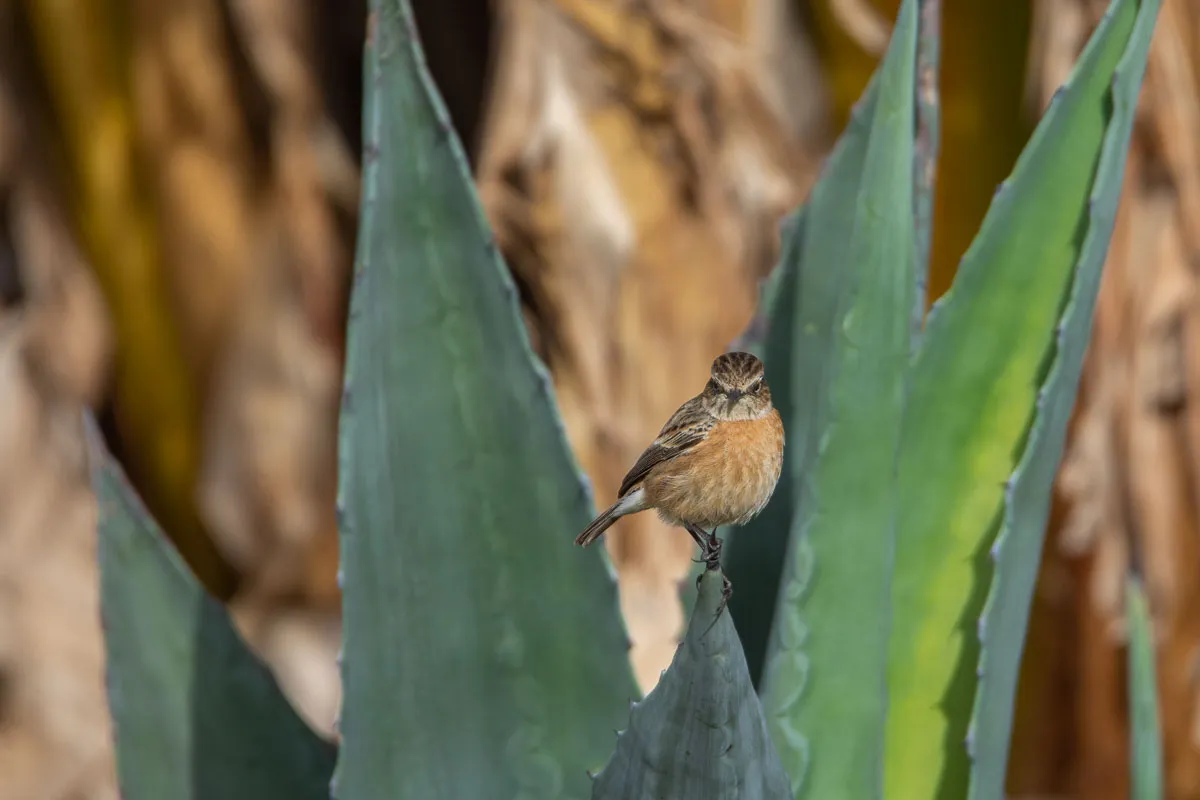 Stonechat, female, Nerja, on aloe vera