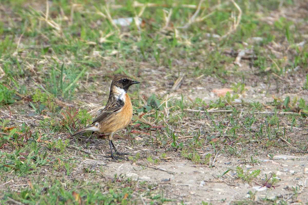 Male European Stonechat, Nerja