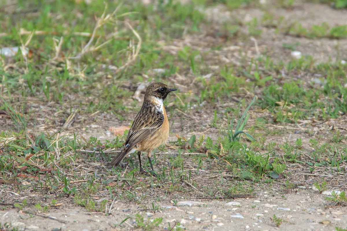 Male European Stonechat, Nerja, on ground