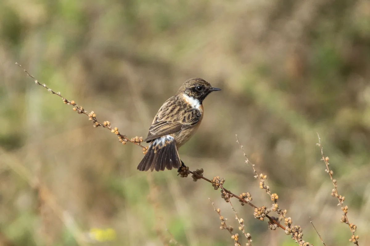 Male European Stonechat, Nerja, on branch