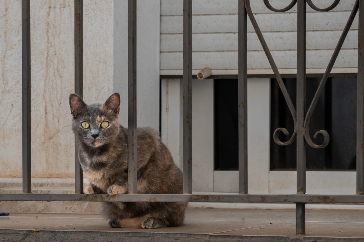 Cat on balcony, Nerja