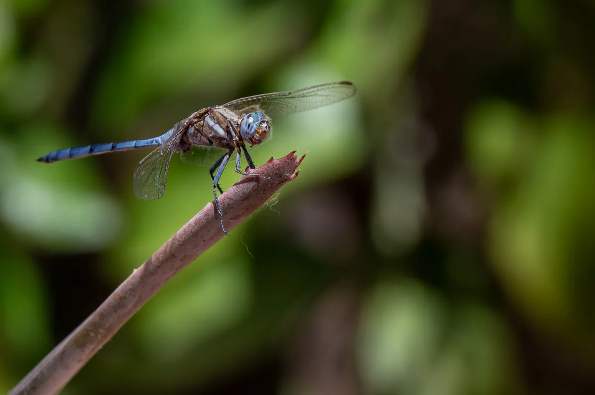 Dragonfly on patio