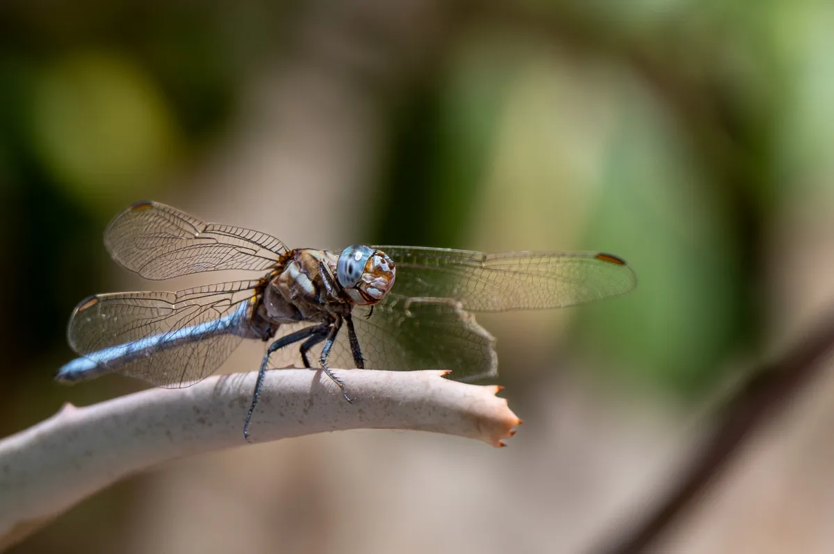 Dragonfly on my patio