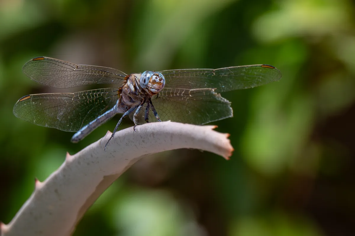 Dragonfly, patio