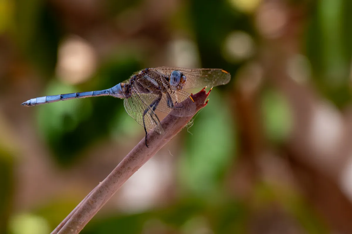 Dragonfly, side view