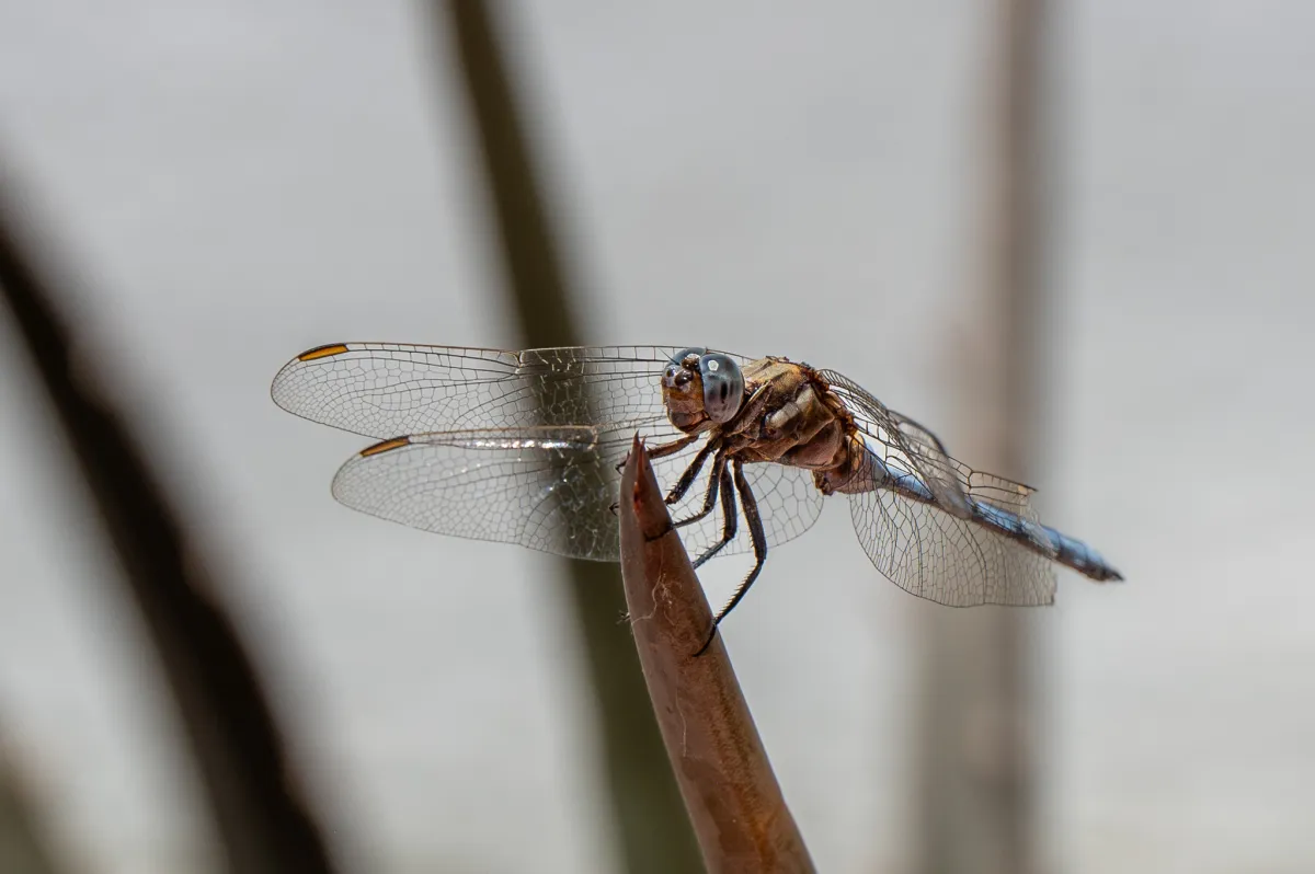 Dragonfly