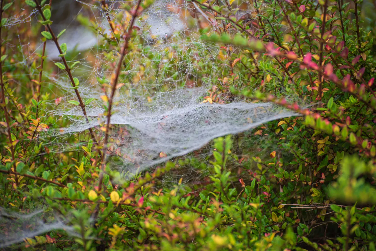 spider web, morning