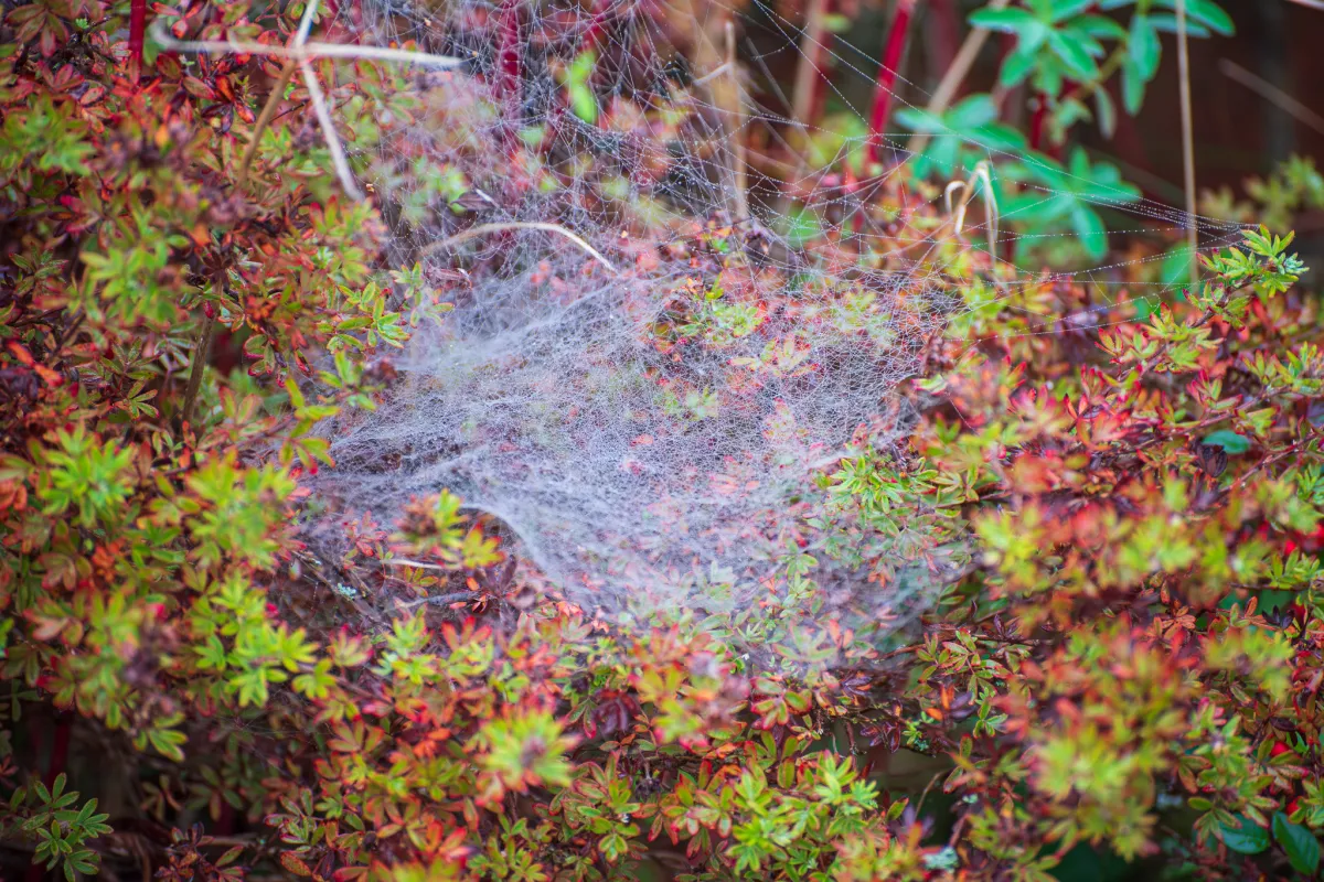 dewy spider's web