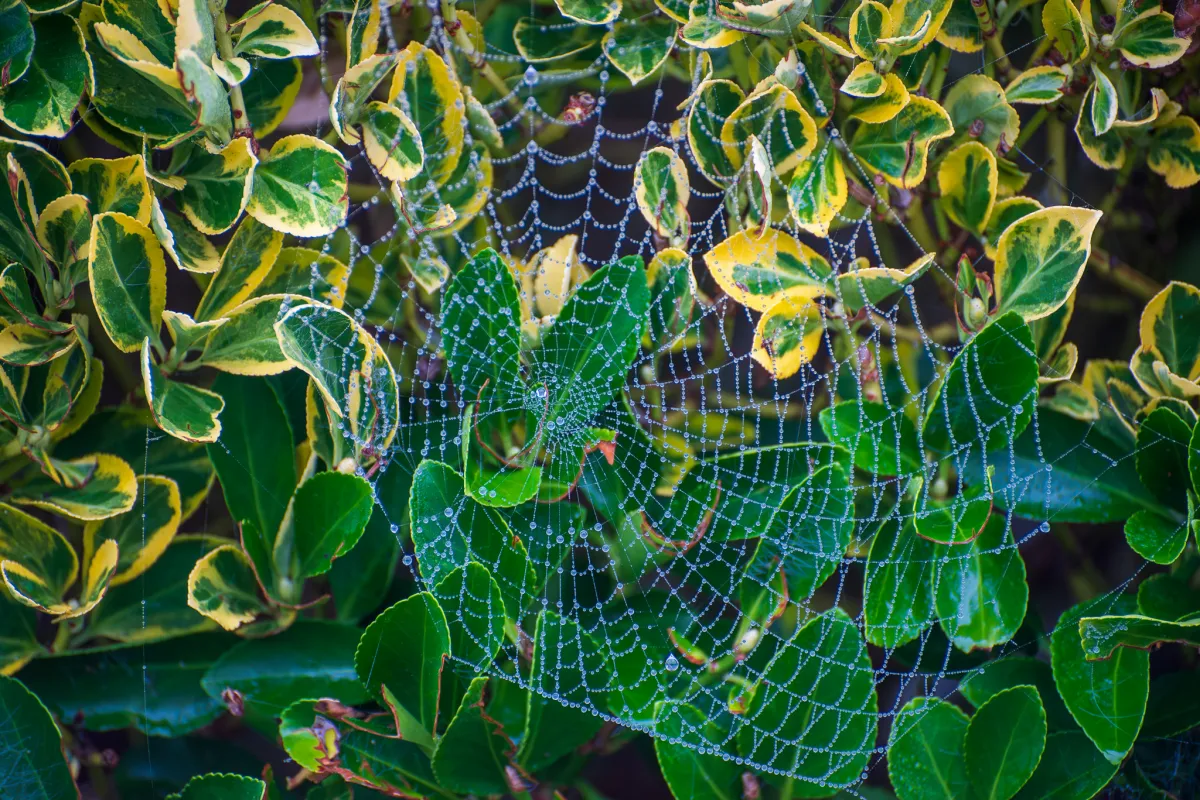 wet web