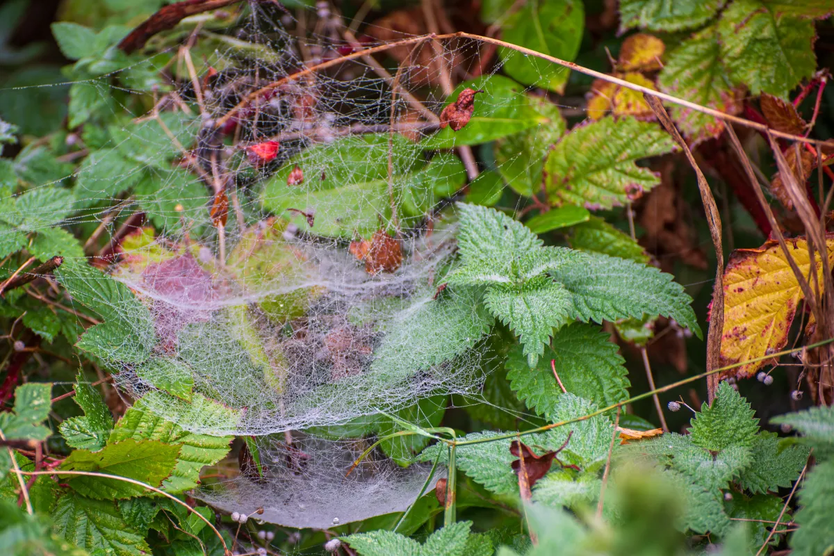 mass of spider's webs