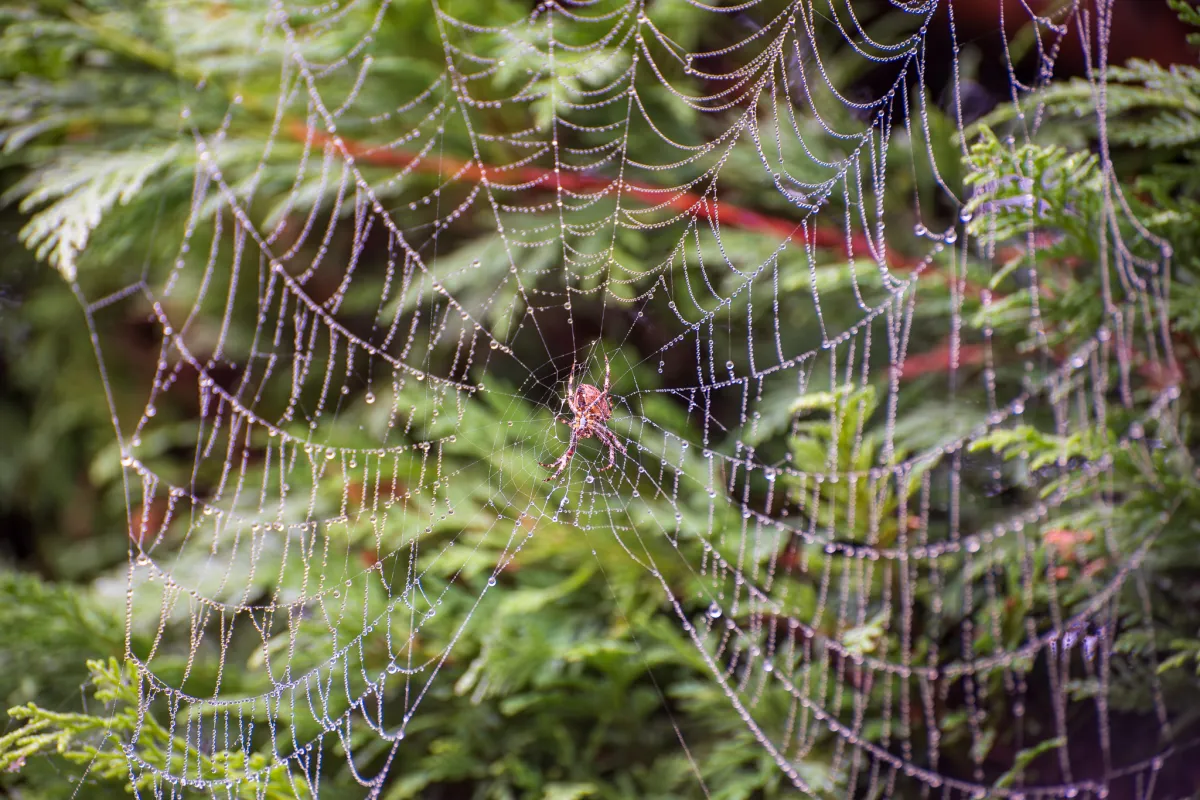 web and spider