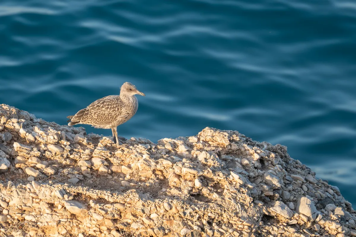 Young Yellow-legged Gull at Sunrise