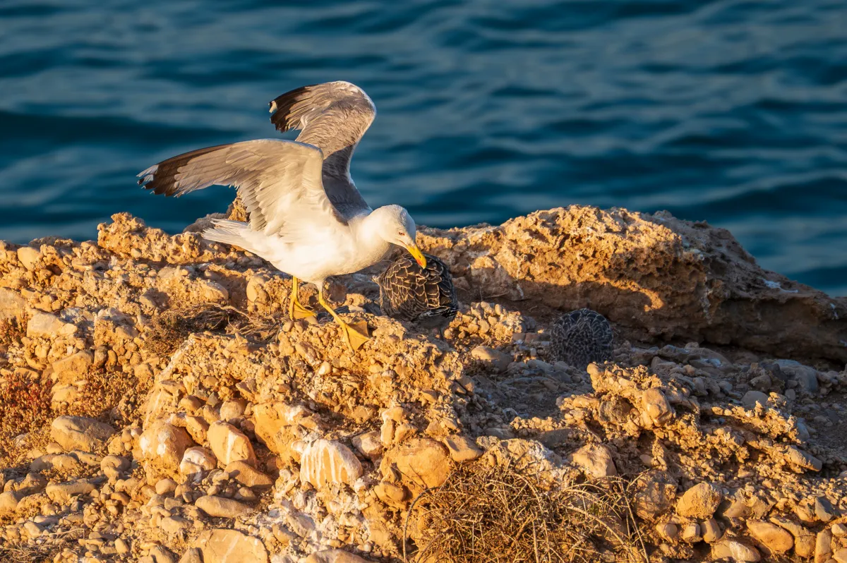 Mother and chicks