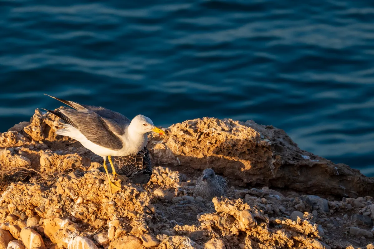 Yellow-legged Gulls in Nerja