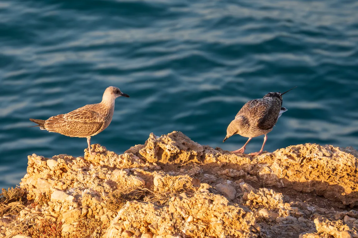 Young Yellow-legged Gulls on the rocks in Nerja