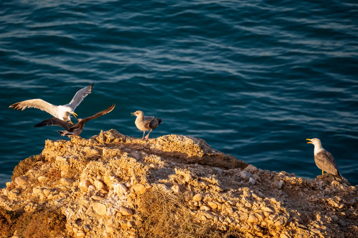 Squabbling gulls, Nerja