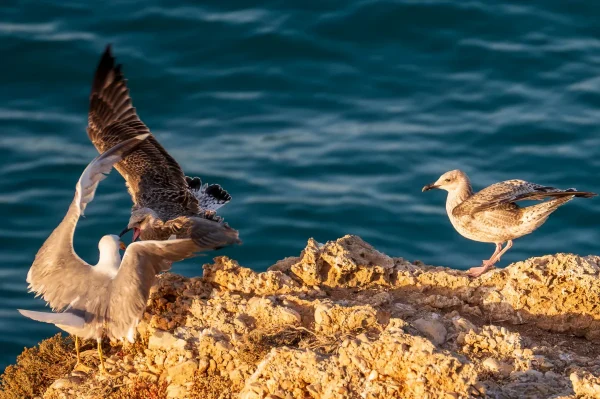 Yellow-legged Gulls at Sunrise