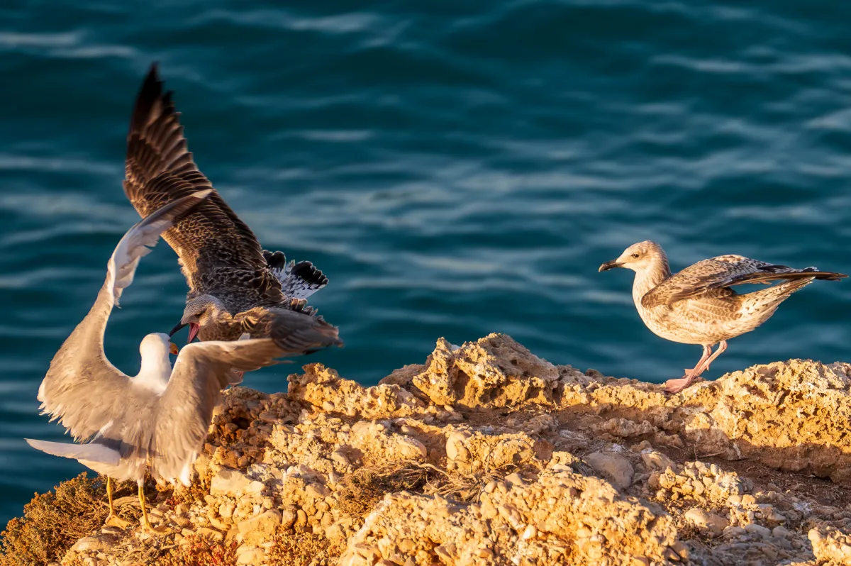 Gulls fighting, Nerja