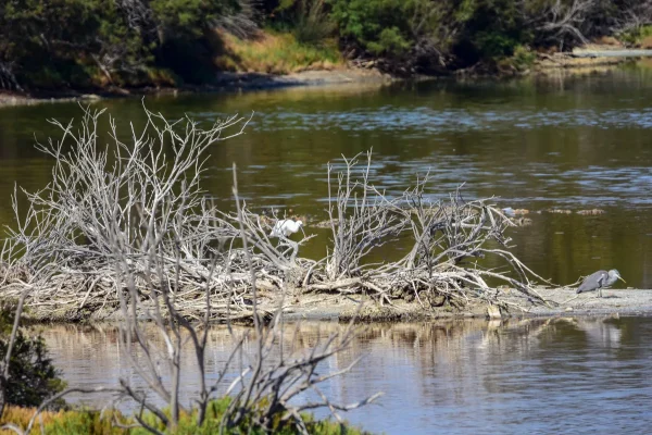 African Spoonbill, Guadalhorce