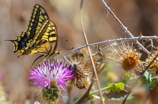 Swallowtail butterfly, Guadalhorce