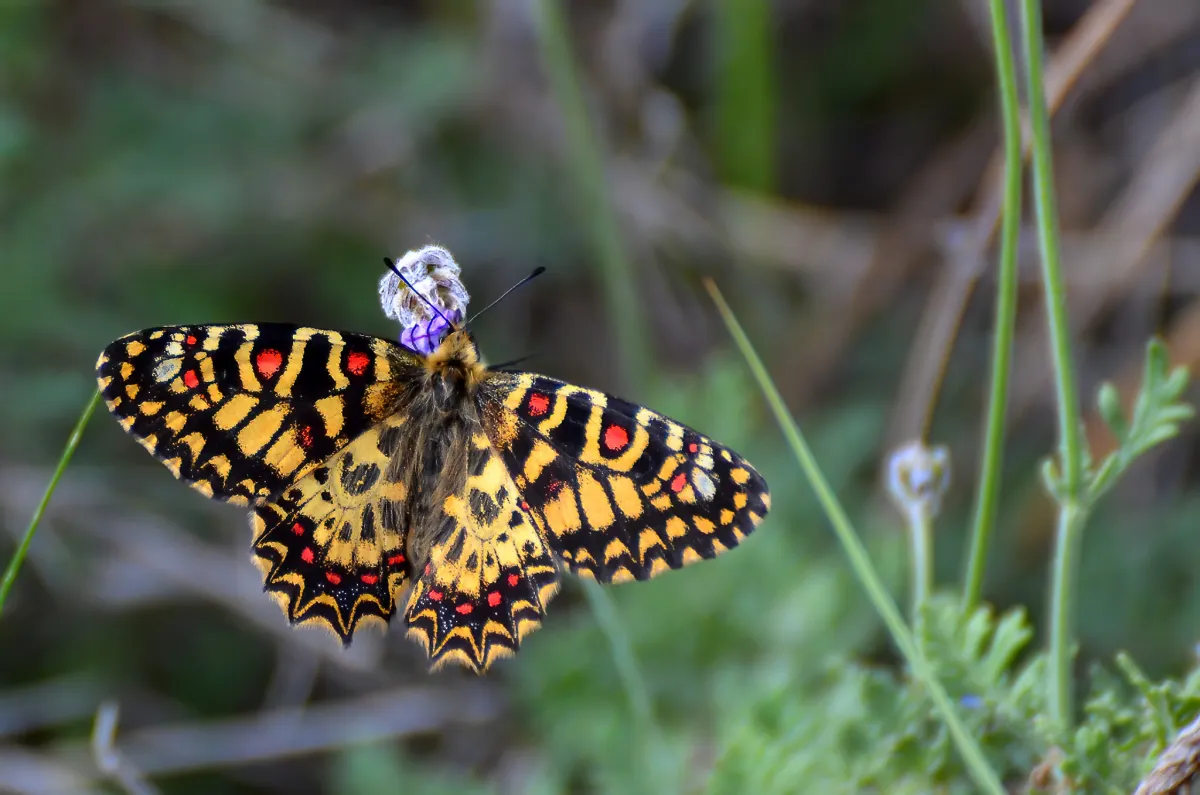 Spanish Festoon butterfly