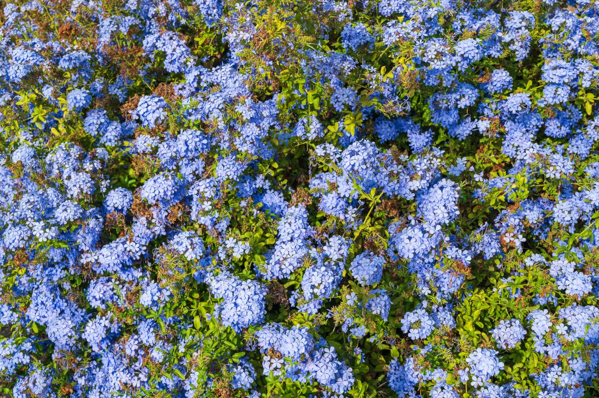 Plumbago