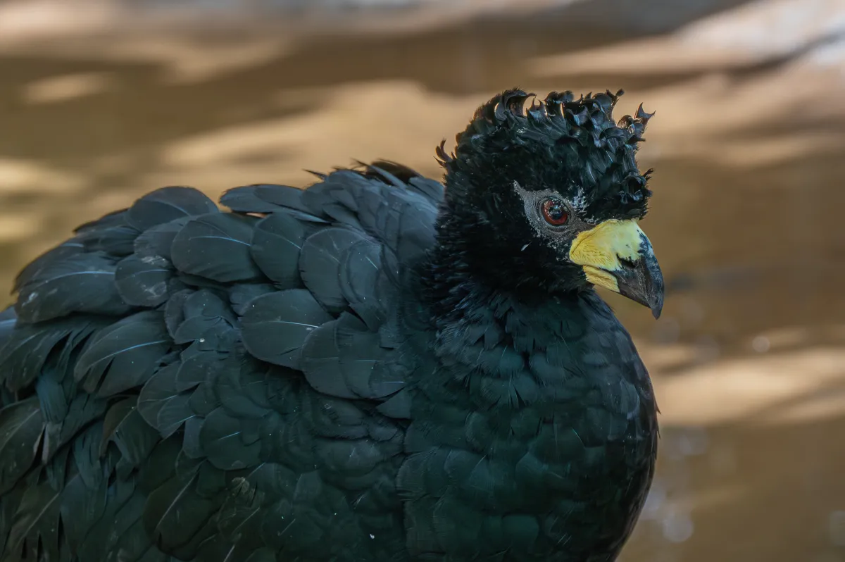 Bare-faced Curassow male