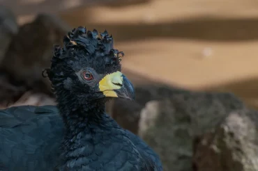 Bare-faced Curassow