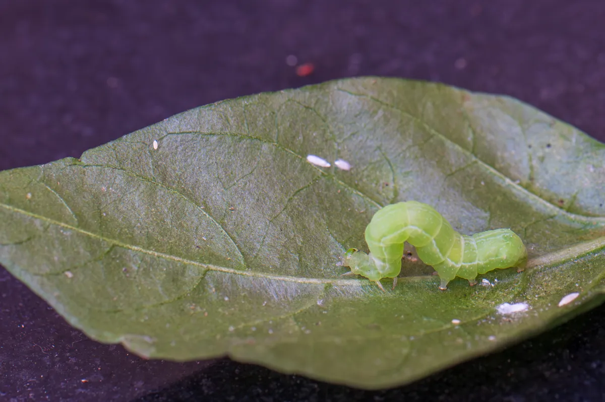 caterpillar of Silver Y moth