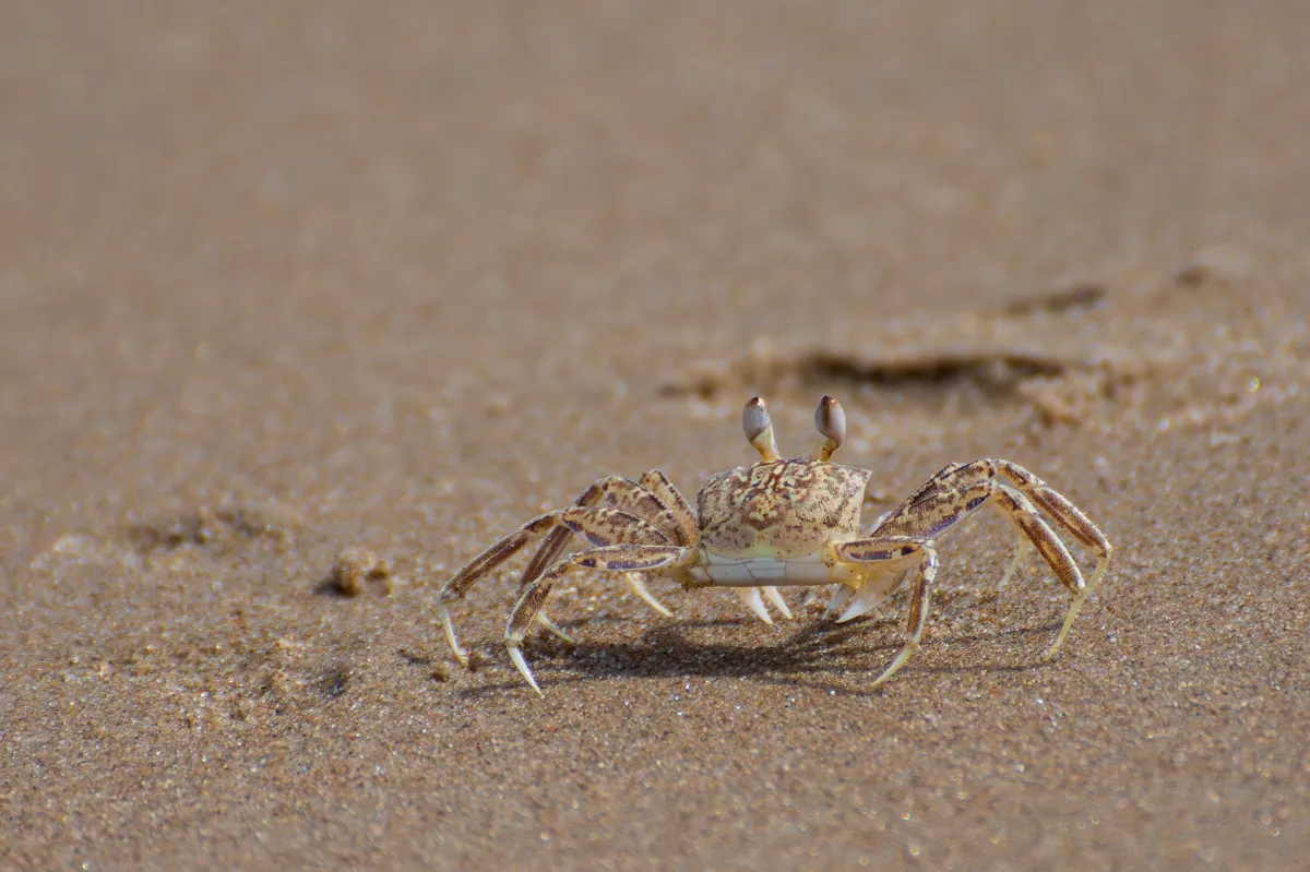 Ghost Crab, The Gambia