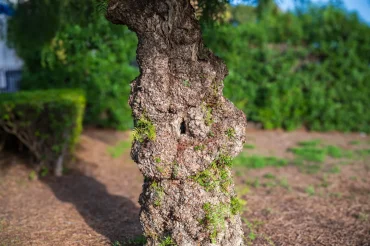 Gnarly, Nobbly and Knotted