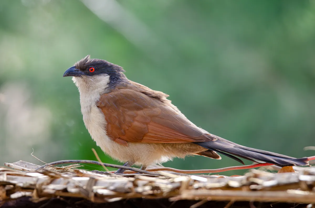 Senegal Coucal, The Gambia