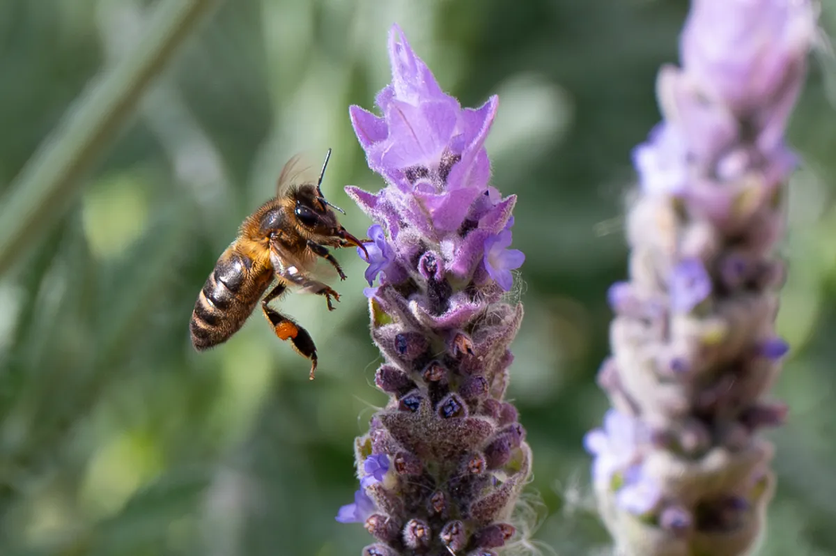 Honey Bee in flight