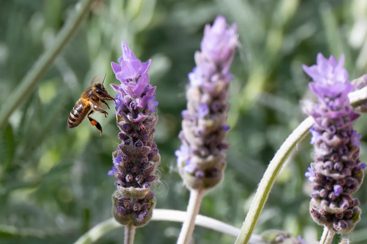 Honey Bee on Lavender