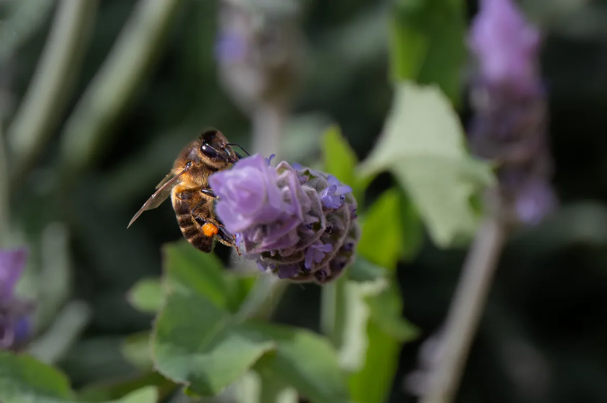 Honey Bee on Lavender, front yard