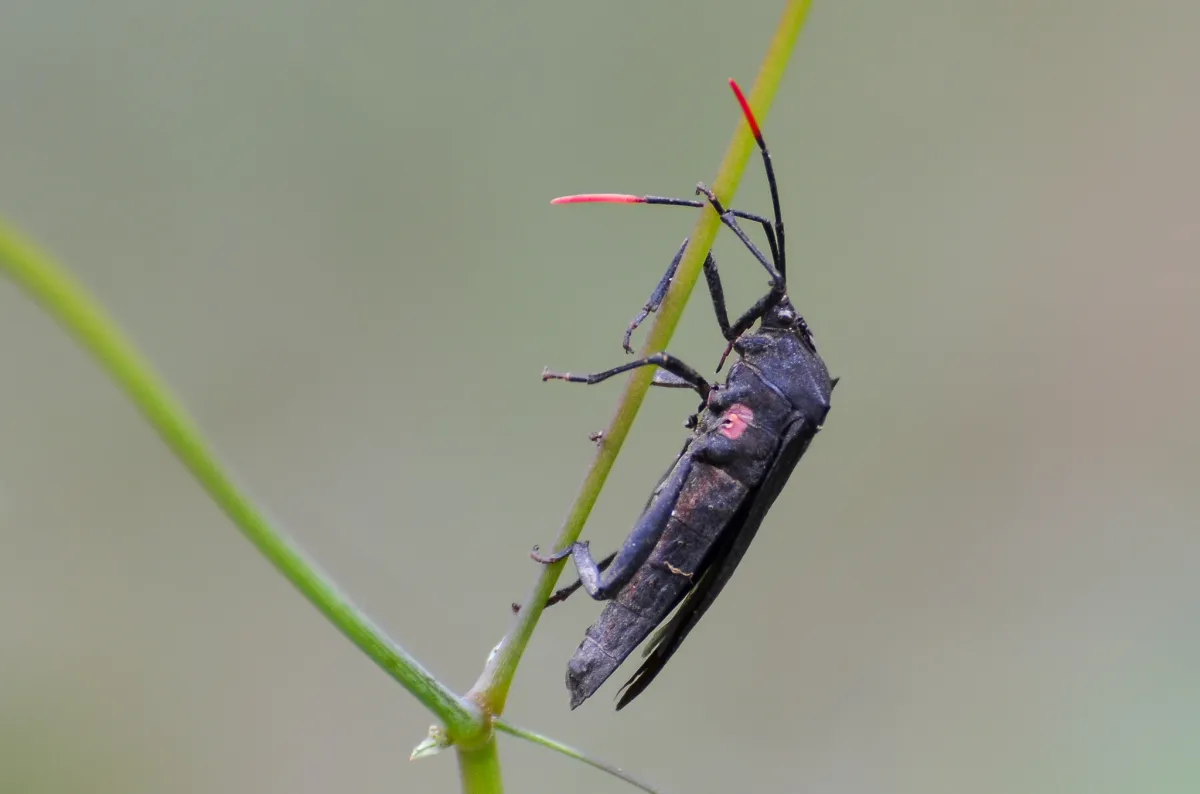 Insect, The Gambia