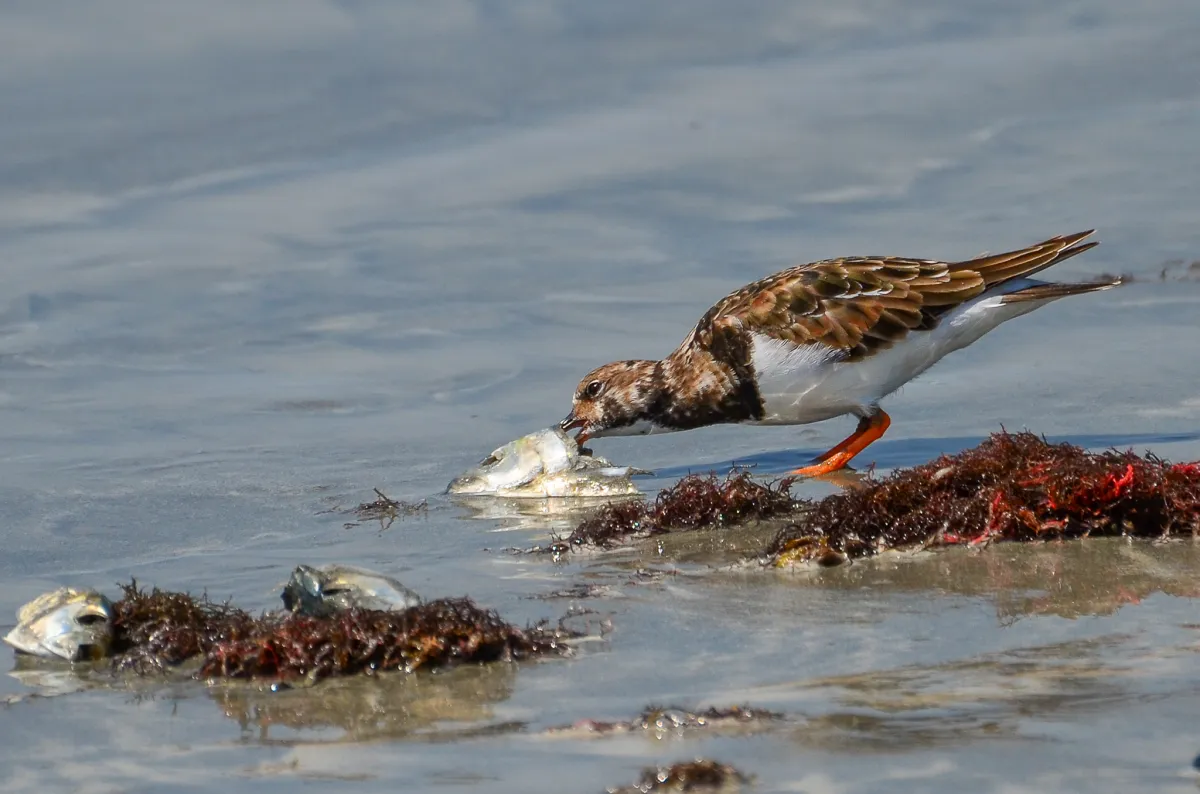 Ruddy Turnstone with fish head 3