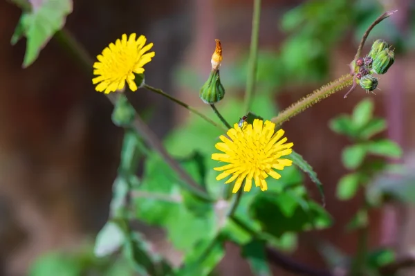 Taraxacum