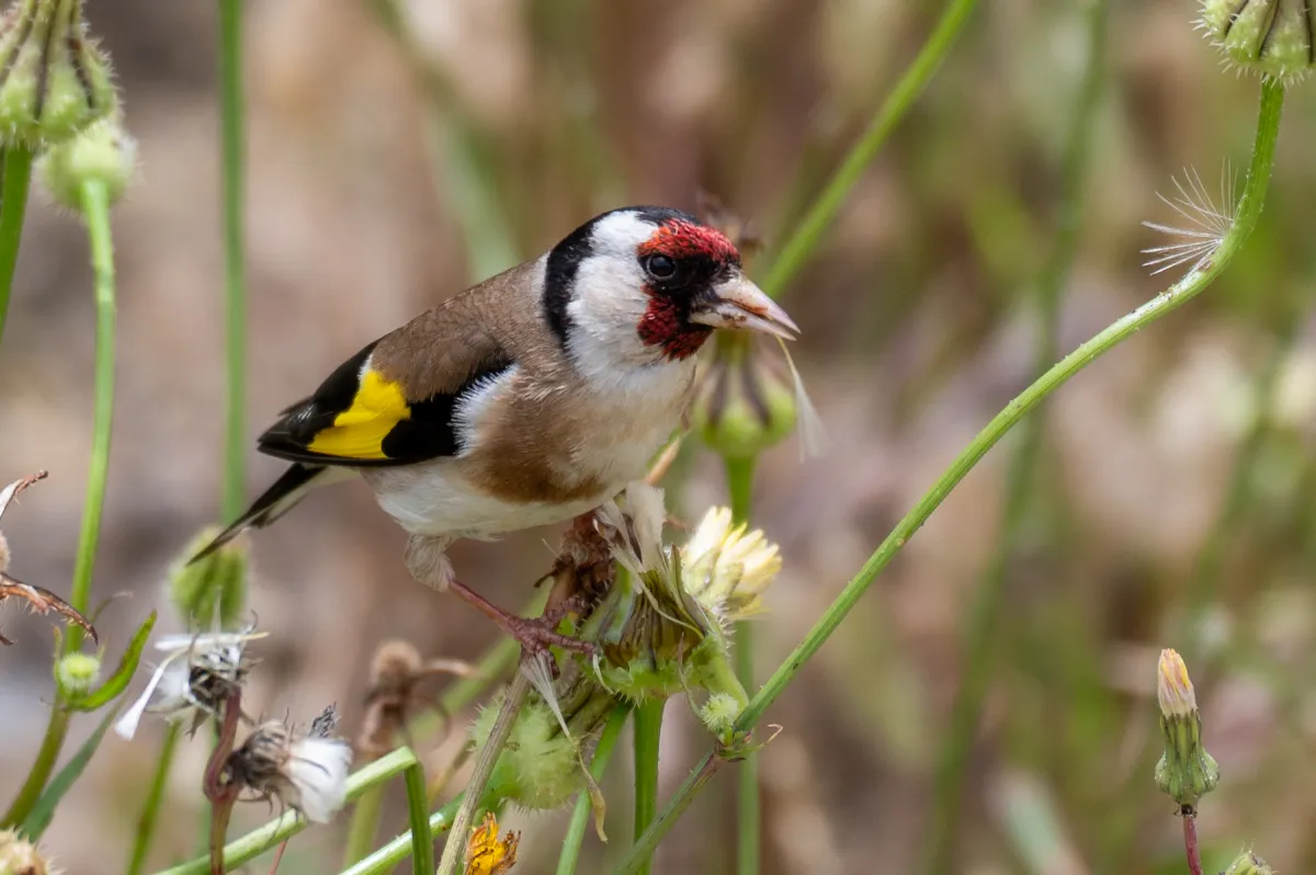 Goldfinch