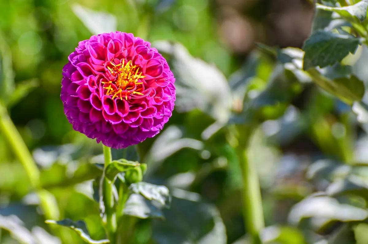 Real Jardín Botánico de Madrid 1