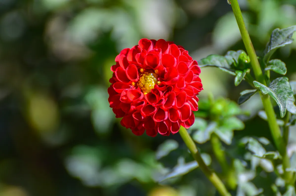 Real Jardín Botánico de Madrid 3