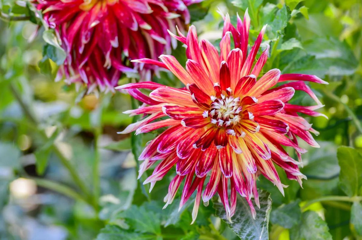 Real Jardín Botánico de Madrid 10