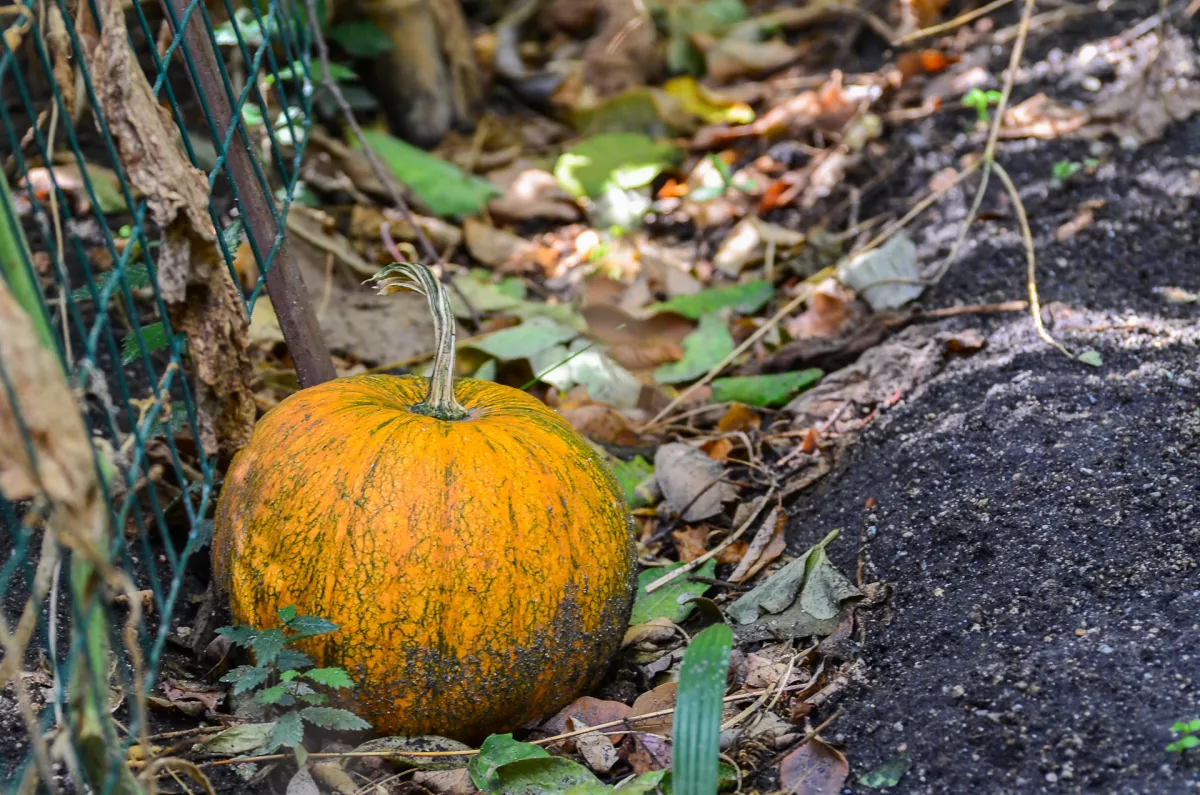 Real Jardín Botánico de Madrid 15