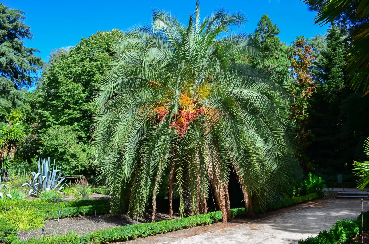 Real Jardín Botánico de Madrid 24