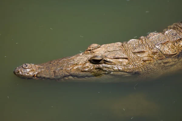Cape Point Croc 3