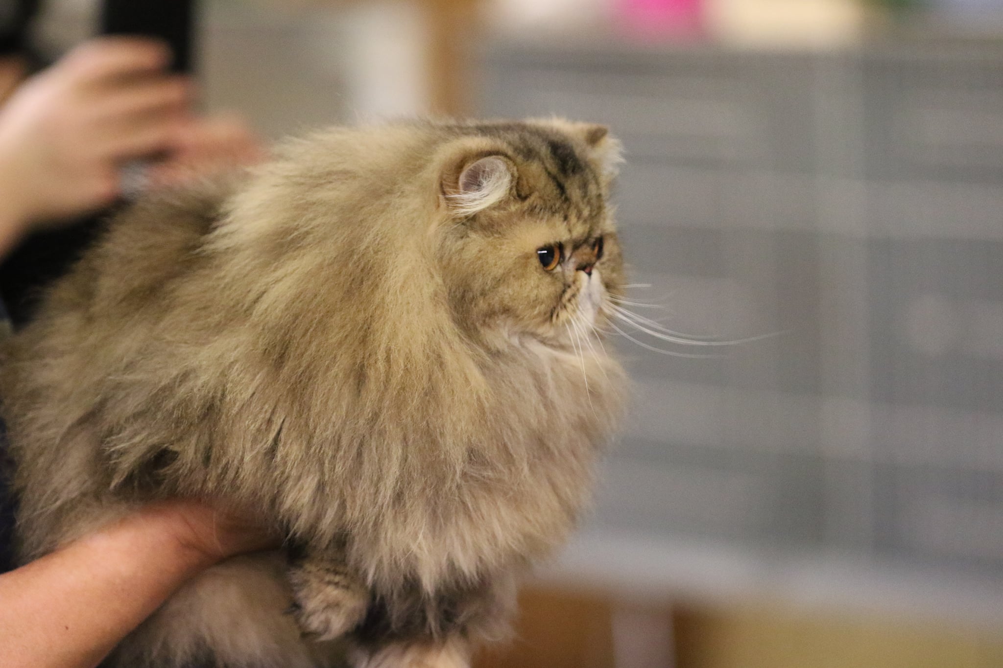 short-fur white cat