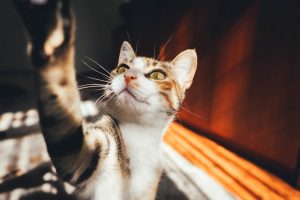 close up photo of a curious calico cat