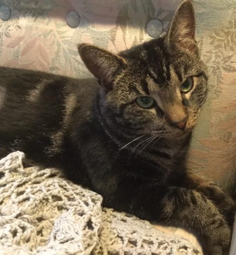 Leo ❤️ er ledig for adopsjon.