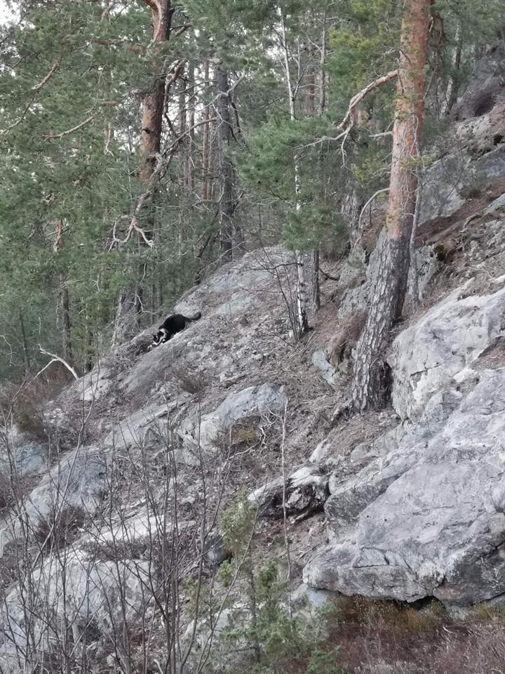 Trives som katten i skråninga 1.